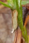 Mesophleps silacella