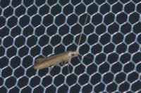 Batrachedra parvulipunctella