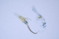 Coleophora glaucicolella