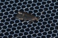 Aproaerema patruella