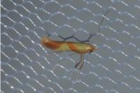Caloptilia robustella