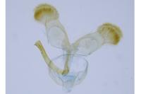 Dichrorampha senectana