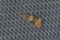 Piniphila bifasciana