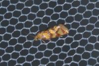 Aethes rutilana