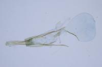 Cnephasia incertana