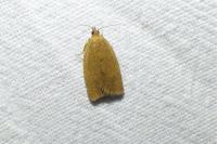 Clepsis consimilana
