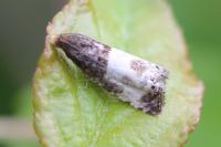 Notocelia cynosbatella