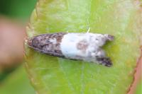 Notocelia cynosbatella