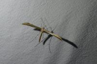 Emmelina monodactyla
