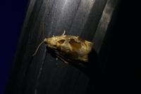 Archips crataegana