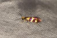 Micropterix aglaella