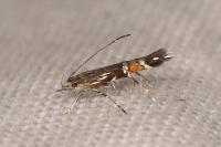 Cosmopterix pulchrimella