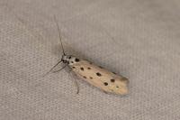 Ethmia dodecea