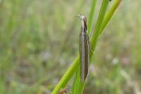 Pleurota aristella