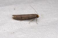Agnoea josephinae