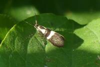 Dasycera oliviella