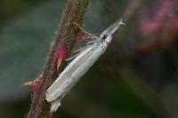 Pleurota aristella