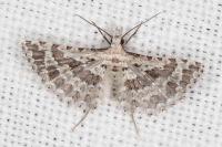 Alucita palodactyla