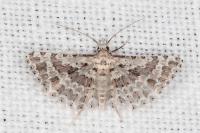 Alucita palodactyla