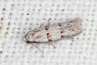 Symmocoides oxybiella