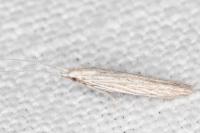 Coleophora dianthi