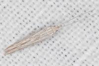 Coleophora dianthi