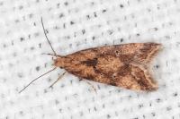 Brachmia blandella