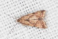 Brachmia blandella