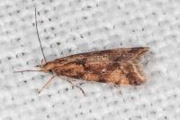 Brachmia blandella