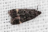 Dichomeris alacella