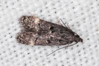 Dichomeris alacella