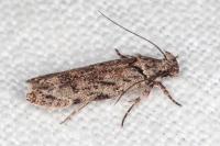Psoricoptera gibbosella