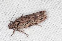 Psoricoptera gibbosella