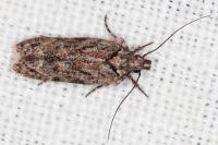 Psoricoptera gibbosella