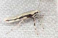 Povolnya leucapennella