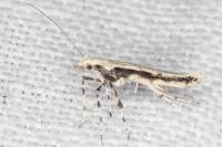 Povolnya leucapennella