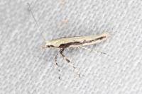 Povolnya leucapennella