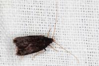 Homaloxestis briantiella