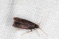 Homaloxestis briantiella