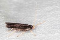 Homaloxestis briantiella