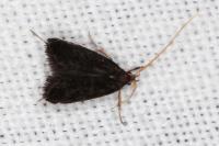 Lecithocera nigrana