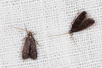 Lecithocera nigrana