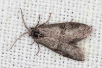 Penestoglossa dardoinella