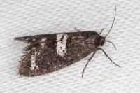 Penestoglossa gallica