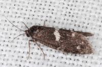 Penestoglossa gallica