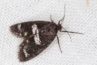 Penestoglossa gallica