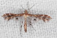 Capperia hellenica