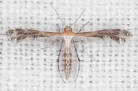 Stangeia siceliota