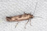 Scythris limbella