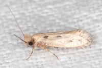 Anomalotinea liguriella